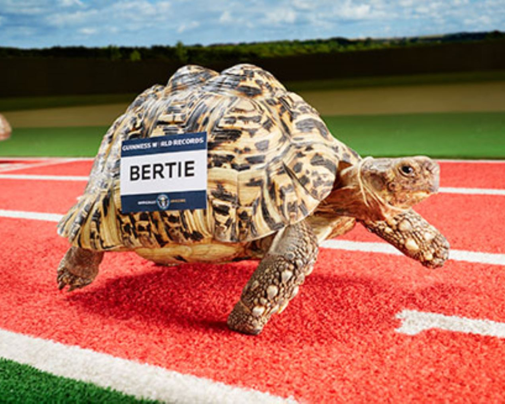 Быстрая черепаха. Самая быстрая черепаха. Самая быстрая черепаха в мире скорость. Tortoise Race. Черепахи быстро бегают