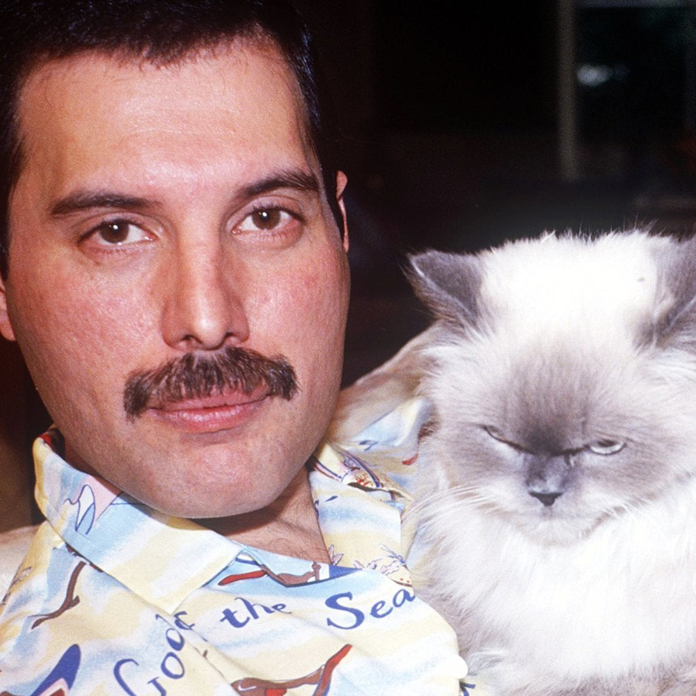 Freddie Mercury y su gato - 40+ Facts About the Controversial Life of Freddie Mercury