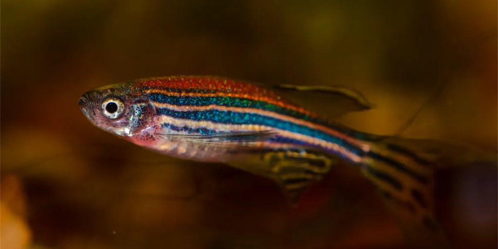 New Study Reveals Fish Can Count Like Other Smarter Animals