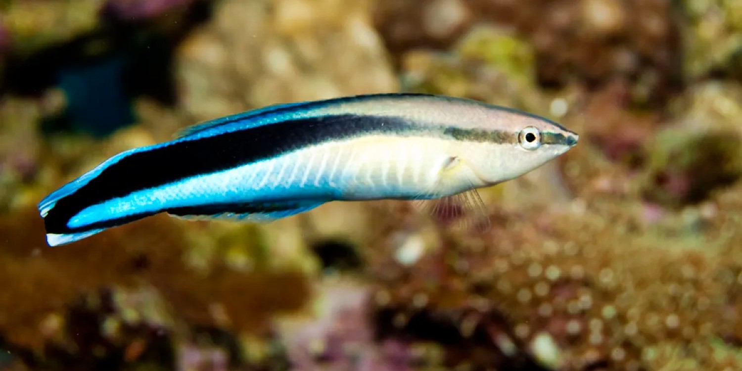 Cleaner Fish Can Easily Recognize Their Own Faces in Reflections