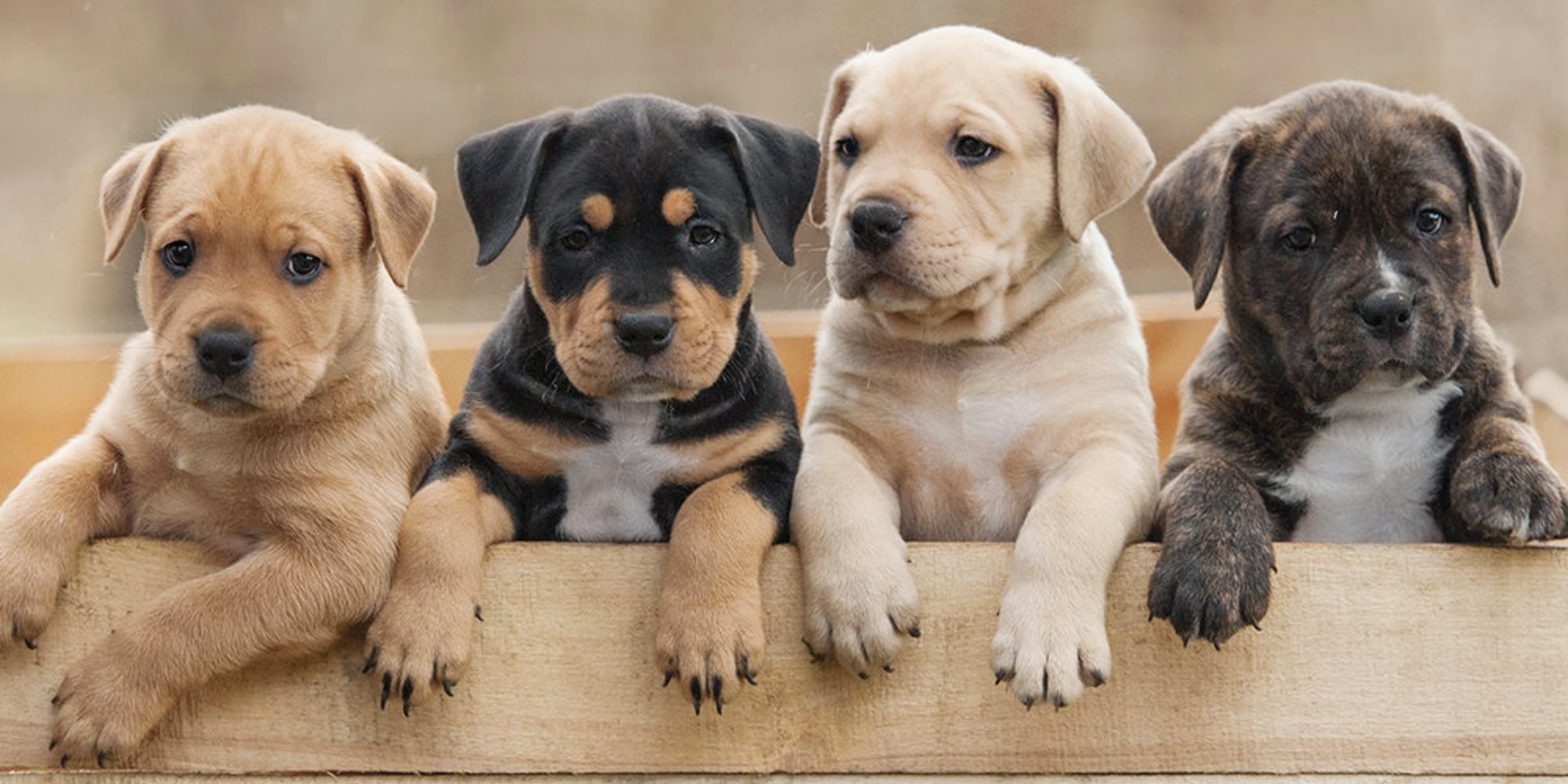 Science Explains Our Centuries Old Attraction to Puppies