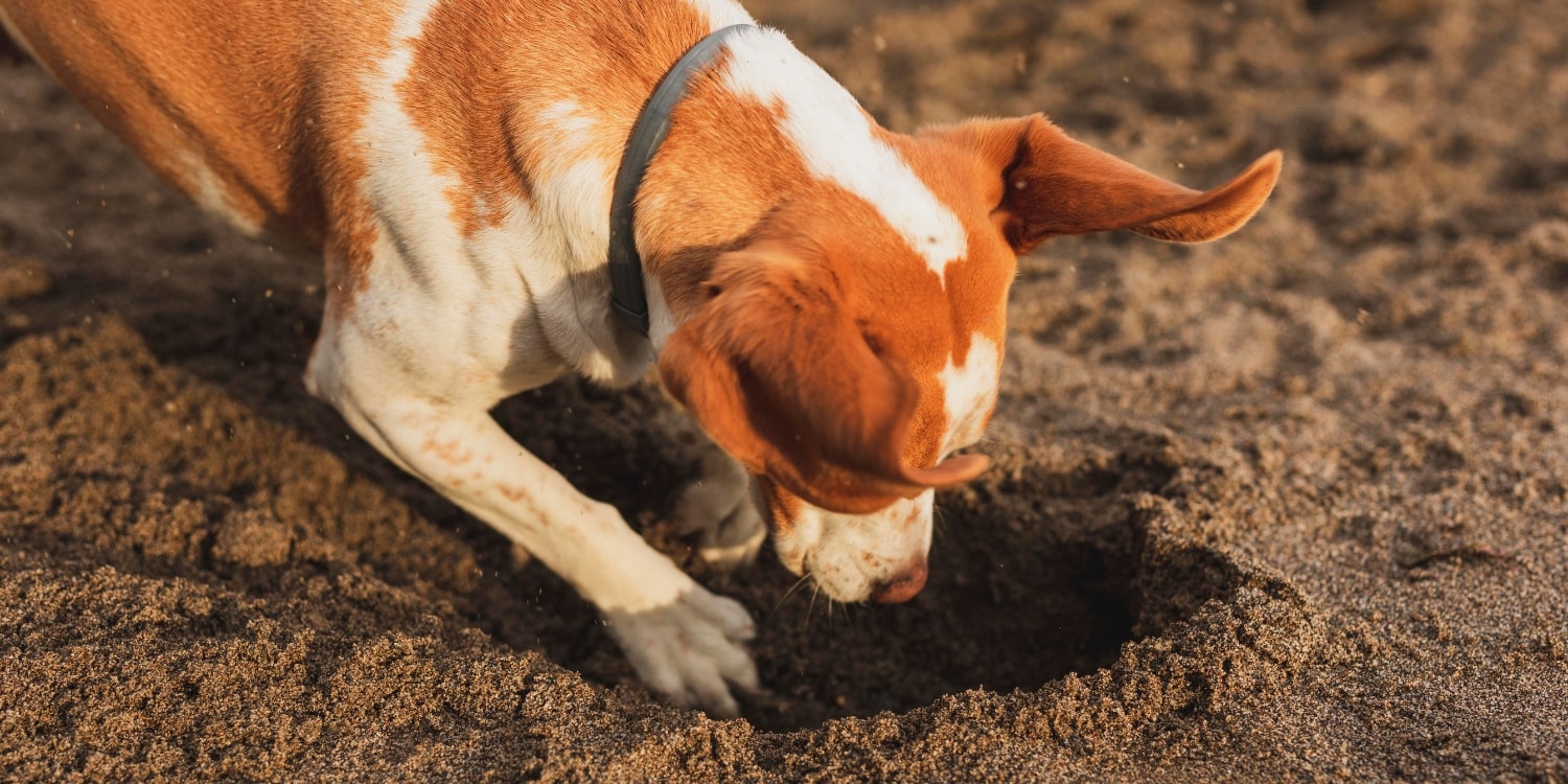 How to Stop a Dog From Digging: Vets Reveal 4 Easy Ways to Stop the Behavior for Good