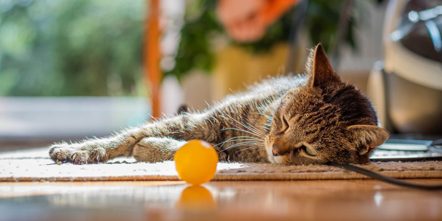 cute-cat-lying-floor-home (1) (1)